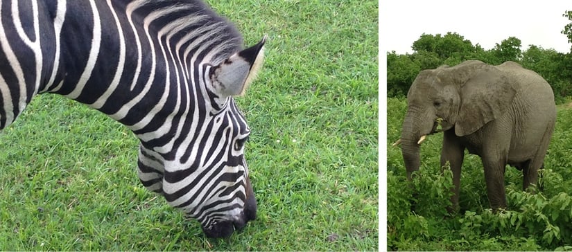 African Animals Up Close